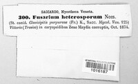 Fusarium heterosporum image